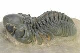 Detailed Reedops Trilobite - Atchana, Morocco #319930-1